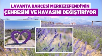 Lavanta Bahçesi Merkezefendi’nin Çehresini Ve Havasını Değiştiriyor